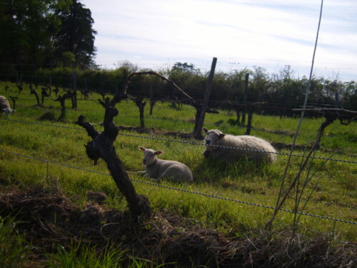 Brebis et agneaux dans les vignes