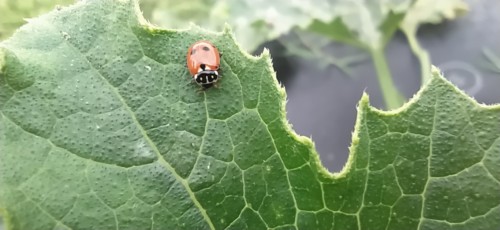 Coccinelle sur plant de courgette