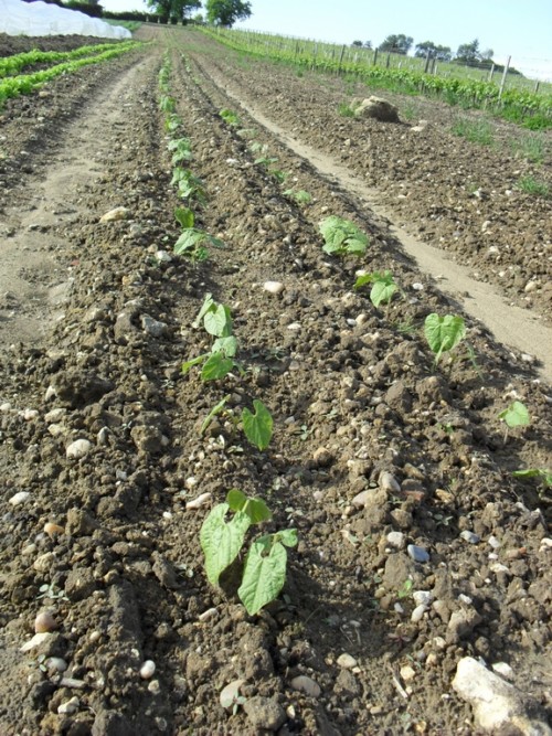 Semis d'haricots