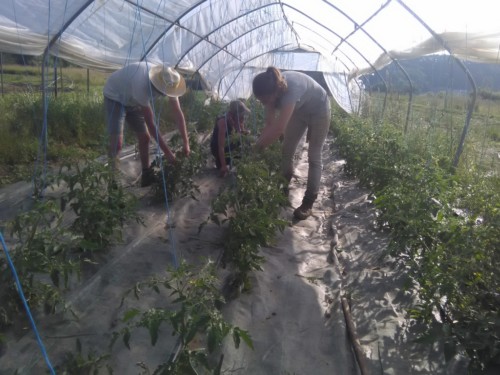 Epamprage des tomates