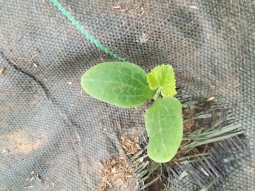 Jeune plant de courgette