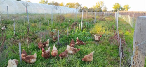 Nettoyage des vignes par les poules
