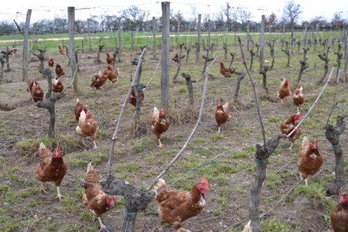 Nettoyage des vignes par les poules