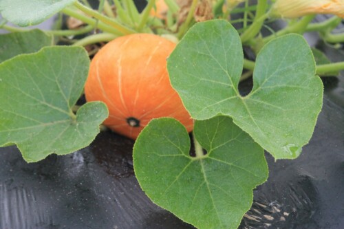 Plant de potimarron
