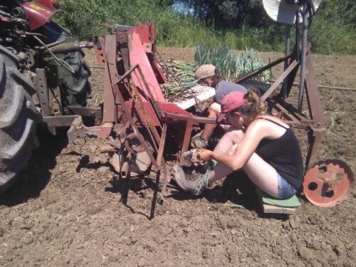Plantation de poireaux