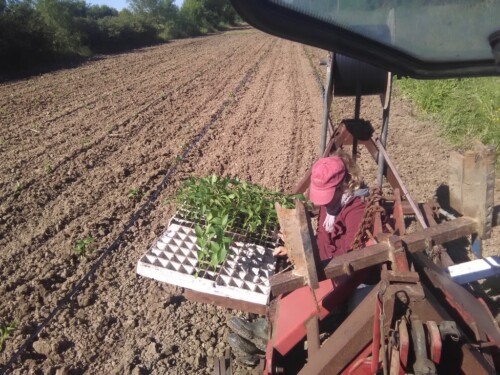 Plantation des poivrons