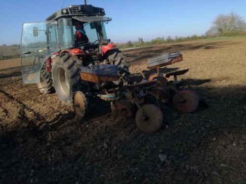Plantation des pommes de terre