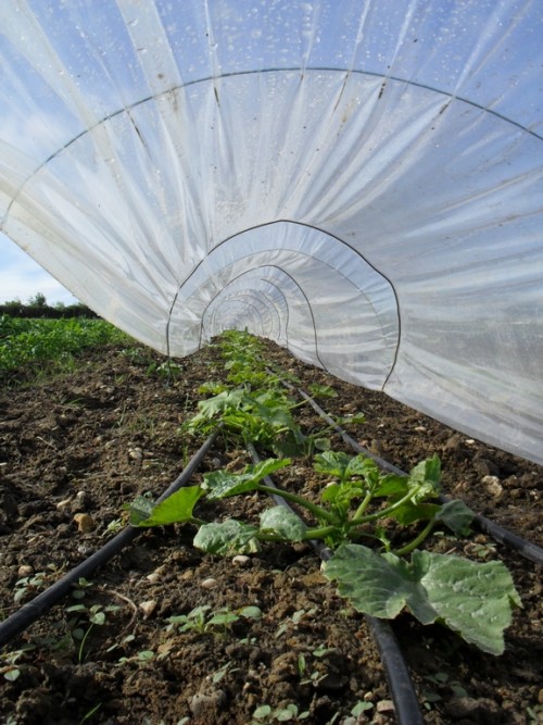Plants de courgette