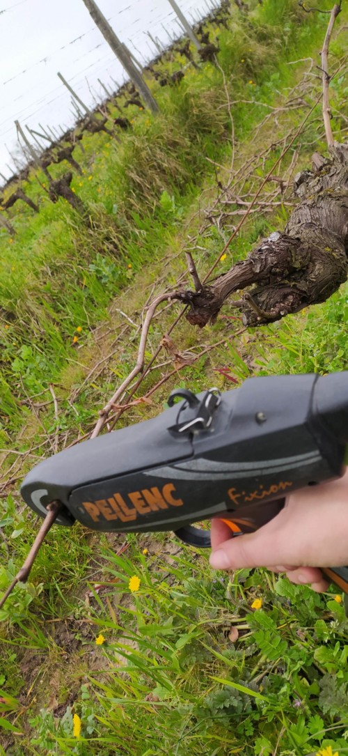 Pliage de la vigne