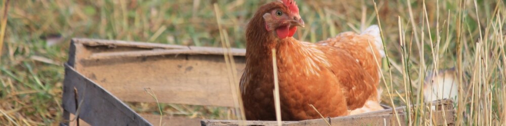 Poule en caisse