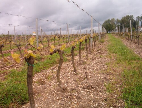 Pousse de la vigne