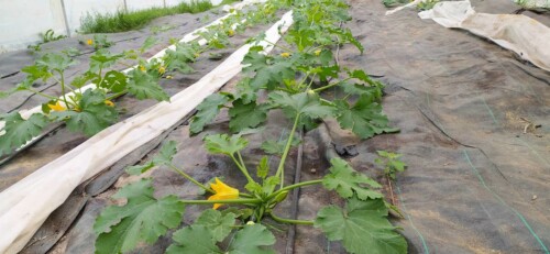 Premières fleurs de courgette