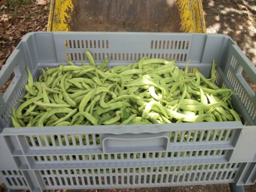 Caisse d'haricots