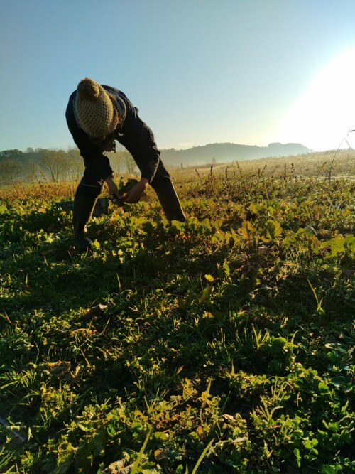 Ramassage des navets