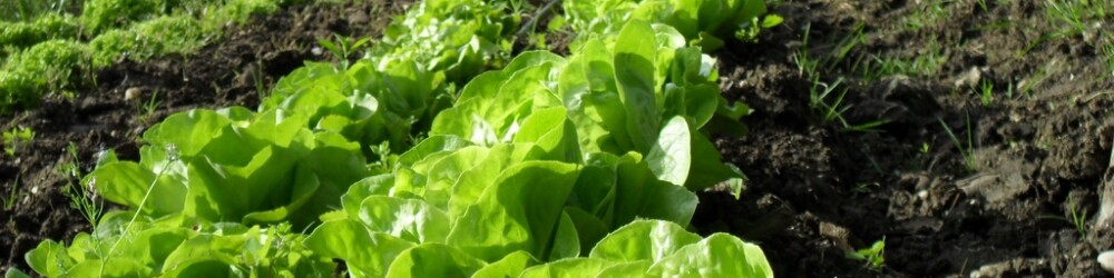 Rangs de salades