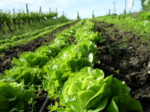Rangs de salades