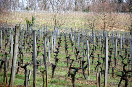 Rangs de vignes taillés et tirés