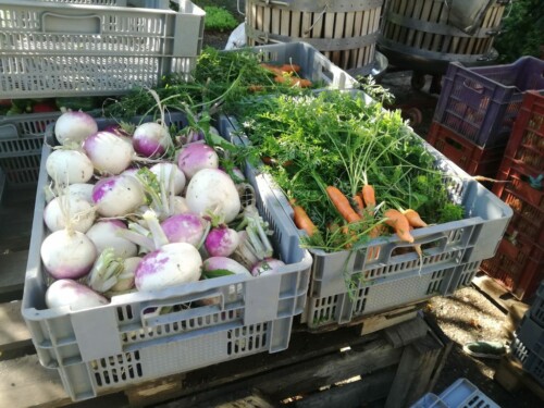 Récolte de carottes et de navets