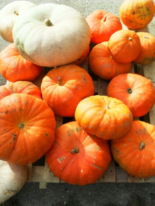 Récolte citrouilles
