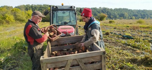 Récolte des patates douces
