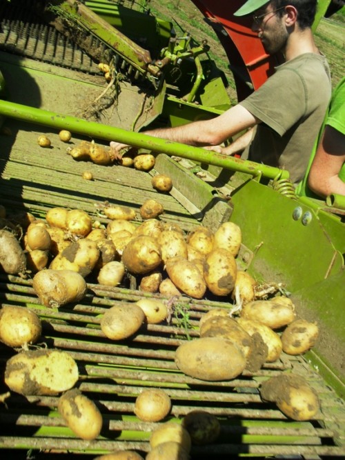Ramassage des pommes de terre