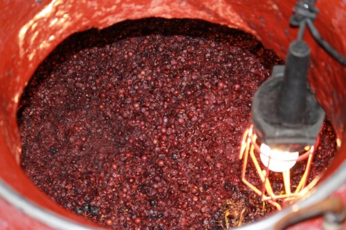 Raisin encuvé en cours de fermentation