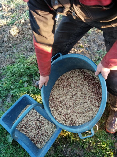 Préparation graines pour engrais vert