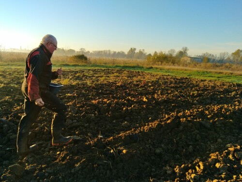 Semis engrais verts