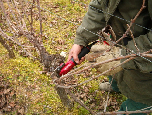 Taille de la vigne