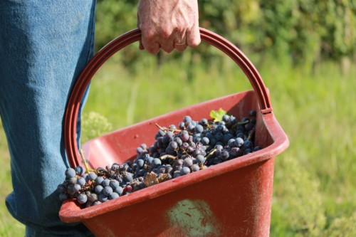 Vendanges
