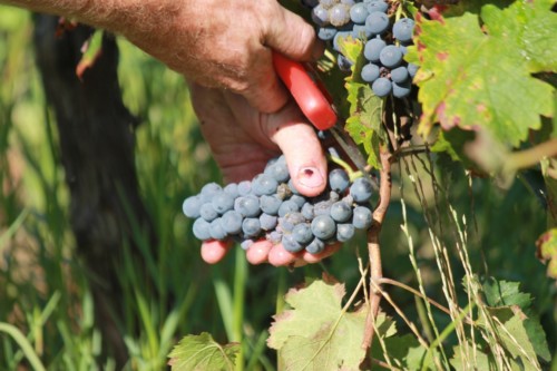 Récolte du raisin