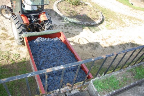 Remorque de raisin noir