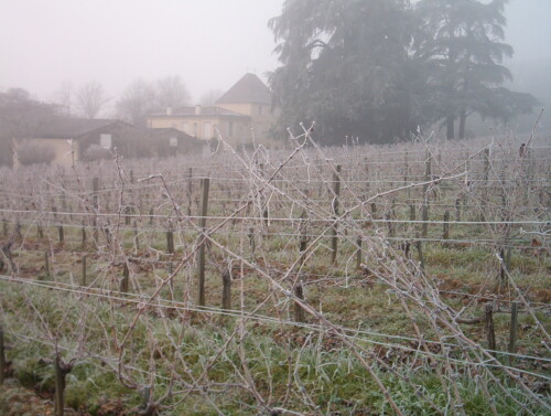 Vignes gelées