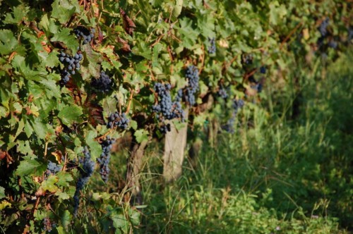 Vignes raisin noir