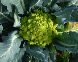 Chou romanesco