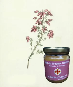 Goût intense, fleuri, boisé et caramélisé accompagné de notes de pâte d’amandes et légèrement acidulé. Miel de Bruyère cendrée