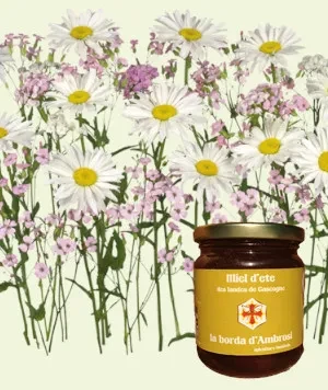 Toutes fleurs (essences locales estivales : bourdaine, bruyère cendrée, châtaignier, miellat). Goût vif et plaisant, sur des notes de poire. Miel toutes fleurs d'été