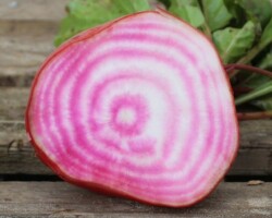 Salade de betteraves Chioggia, carottes et pommes